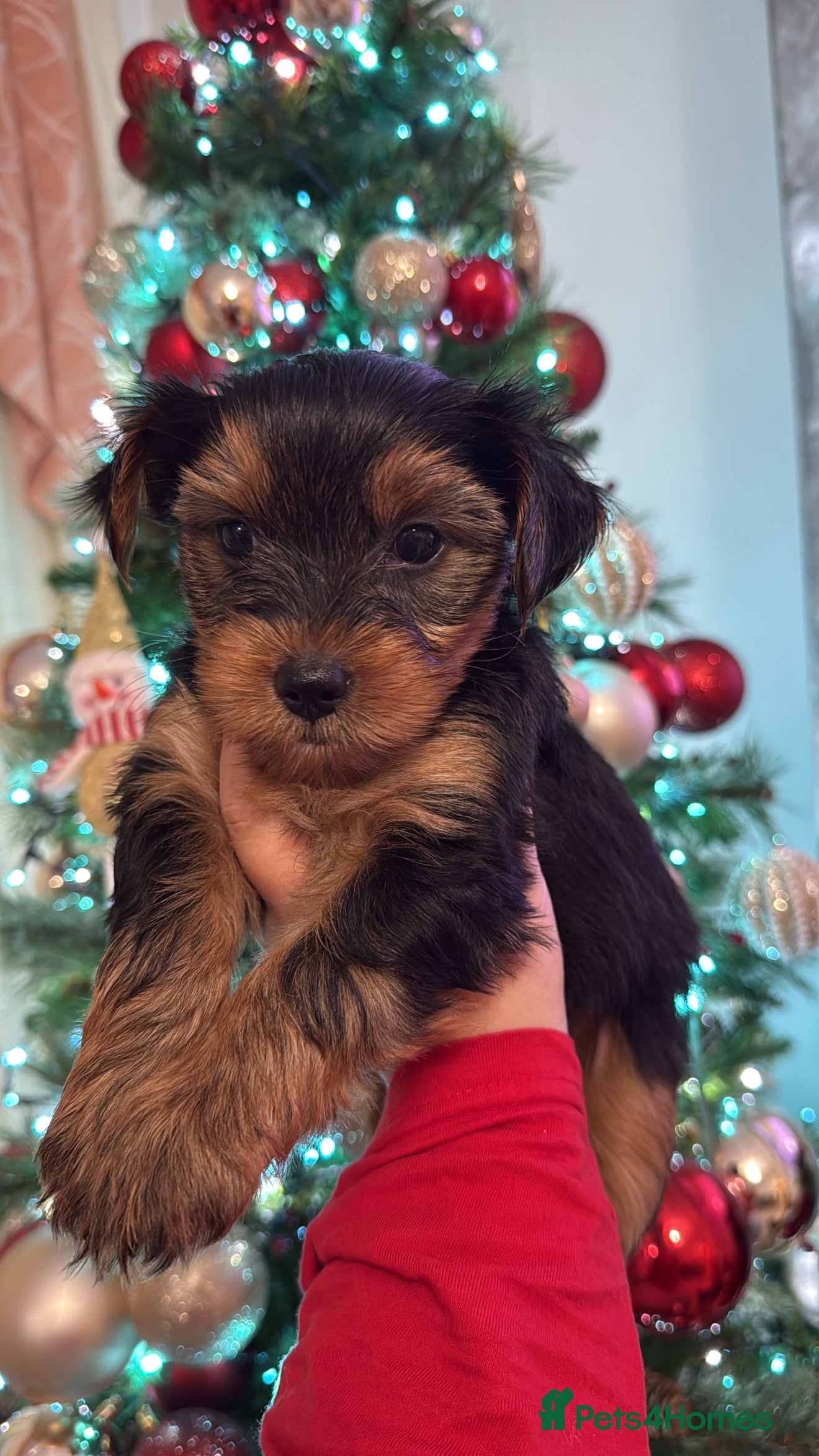 Yorkshire Terrier dogs Yorkie terrier  - Advert 1