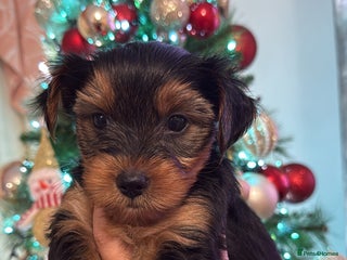 Yorkshire Terrier dogs Yorkie terrier - Advert 6