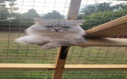Mixed Breed cats for stud: Beautiful white/ grey ragdoll- Persian for stud  in Birmingham - Image 11