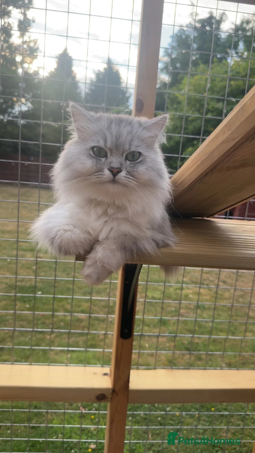 Mixed Breed cats for stud: Beautiful white/ grey ragdoll- Persian for stud  in Birmingham - Advert 11
