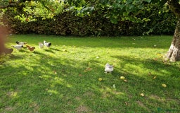 Chickens poultry for sale: Pekin bantams for sale  - Image 7