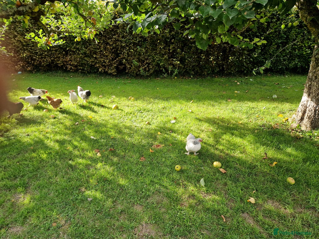 Chickens poultry for sale: Pekin bantams for sale  - Image 7