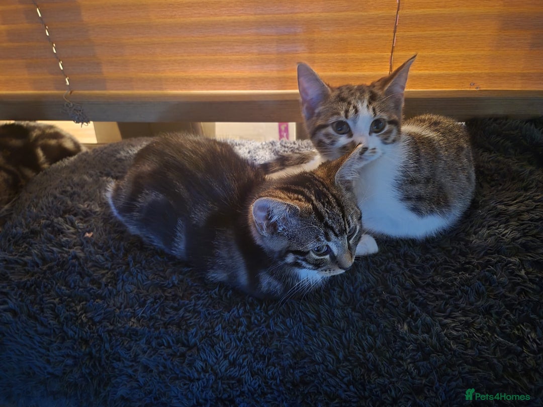Mixed Breed cats for sale: Kittens ready for new home - Advert 6