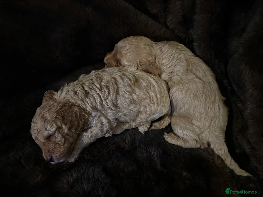 Cavapoo dogs for sale: Stunning F1B Cavapoo’s - Advert 15