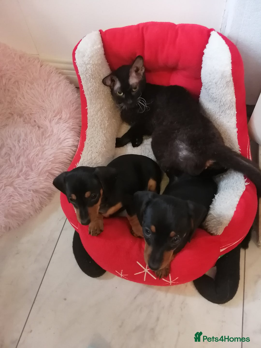 Miniature Dachshund dogs for sale: Beautiful true miniature Dachshund  - Advert 7