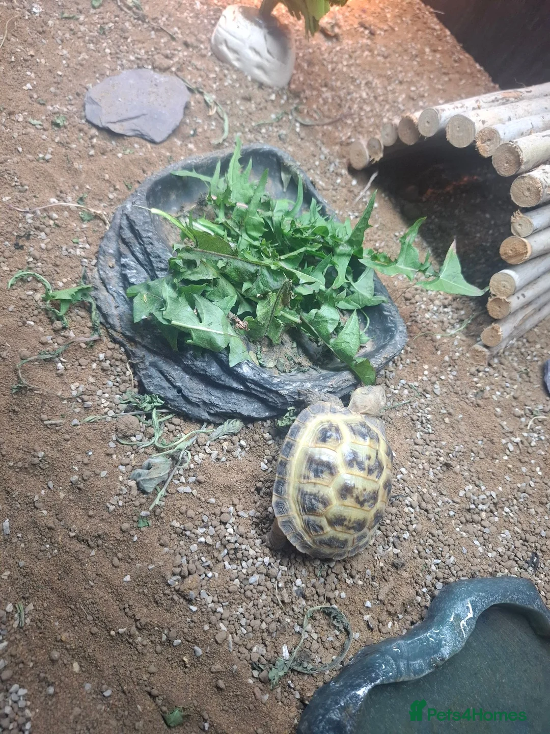 Tortoise reptiles for sale: Horsefield tortoise in Peterlee - Advert 2