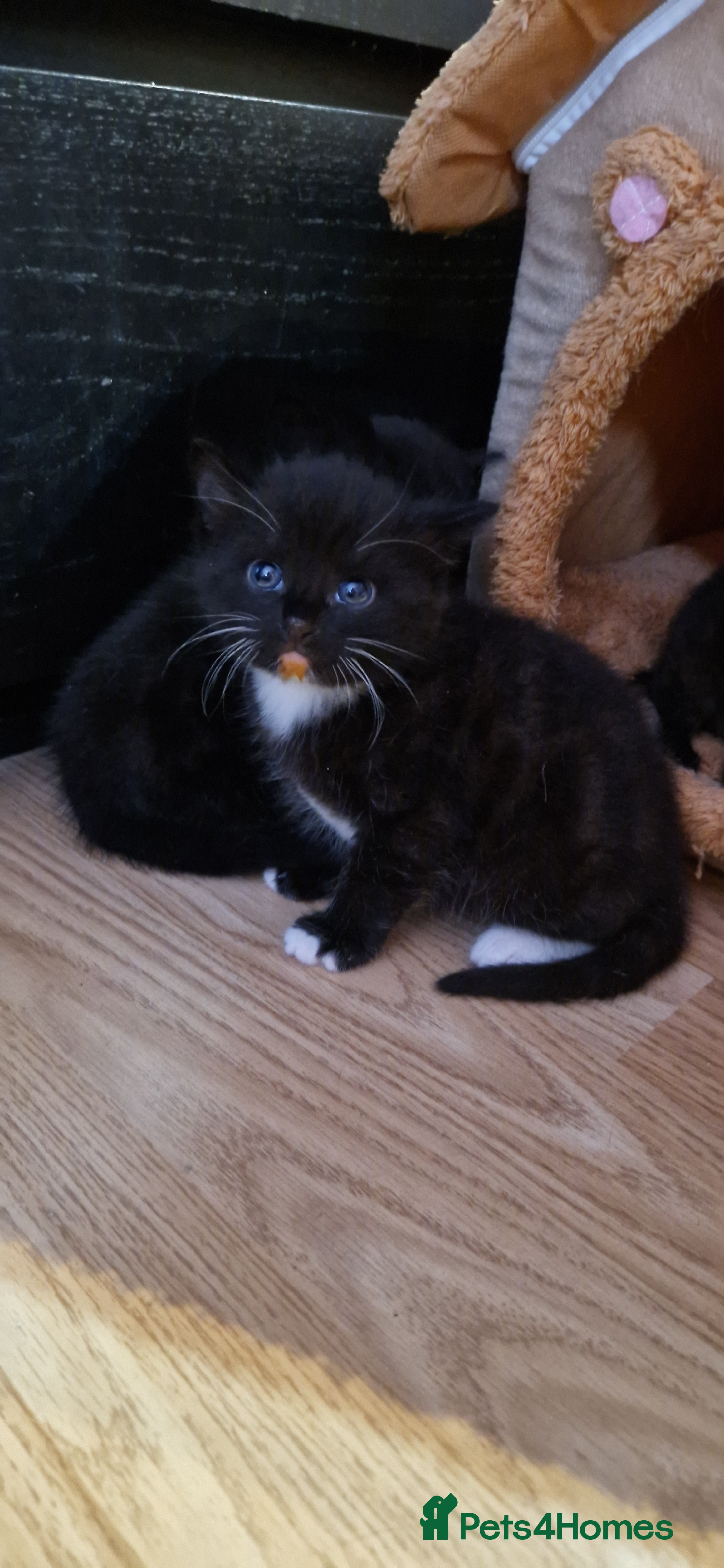 Mixed Breed cats Three beautiful male kittens available - Advert 17