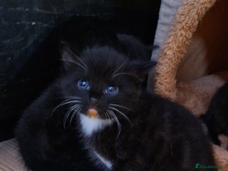 Mixed Breed cats Three beautiful male kittens available - Advert 3