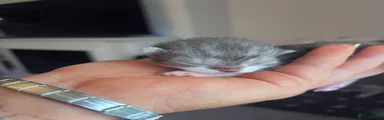 Smoke bi colour male