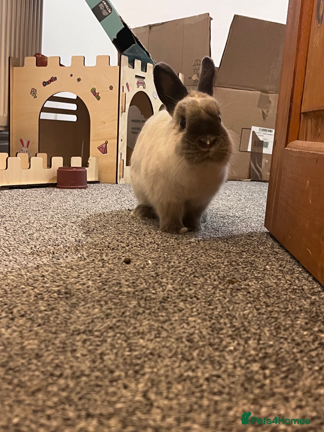 Netherland Dwarf rabbits for sale: Rehoming two beautiful rabbits - Advert 8