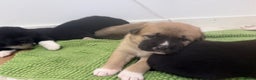 Akita dogs for sale: American Akita puppies - Advert 4