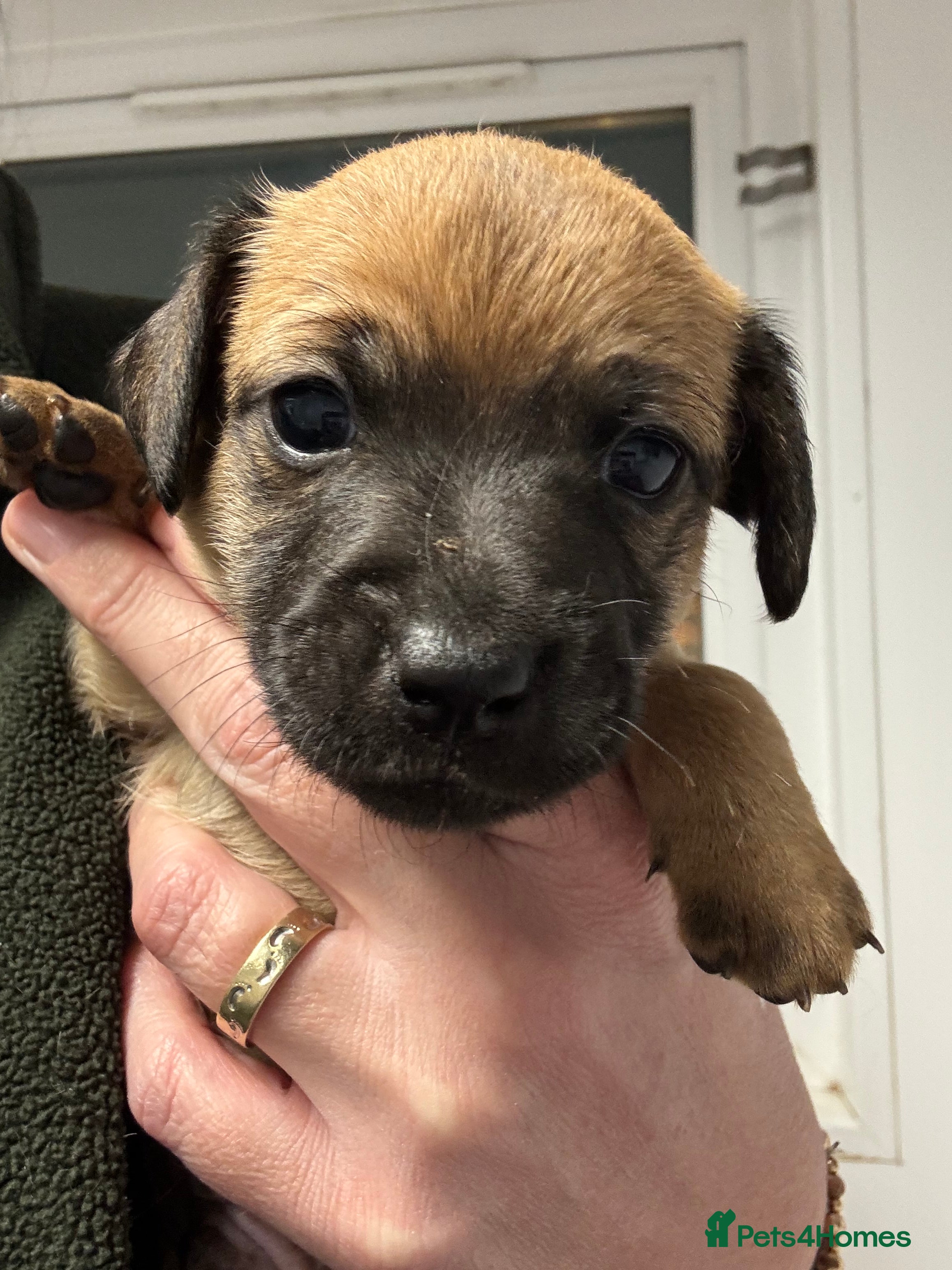 Jack Russell dogs Miniature Jack Russell’s  - Advert 6