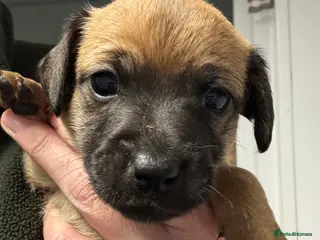 Jack Russell dogs Miniature Jack Russell’s - Advert 2