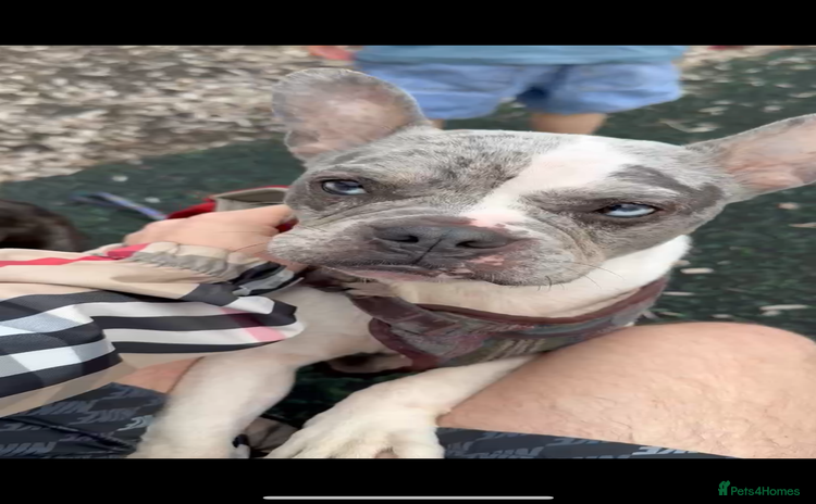French Bulldog dogs - Advert 3
