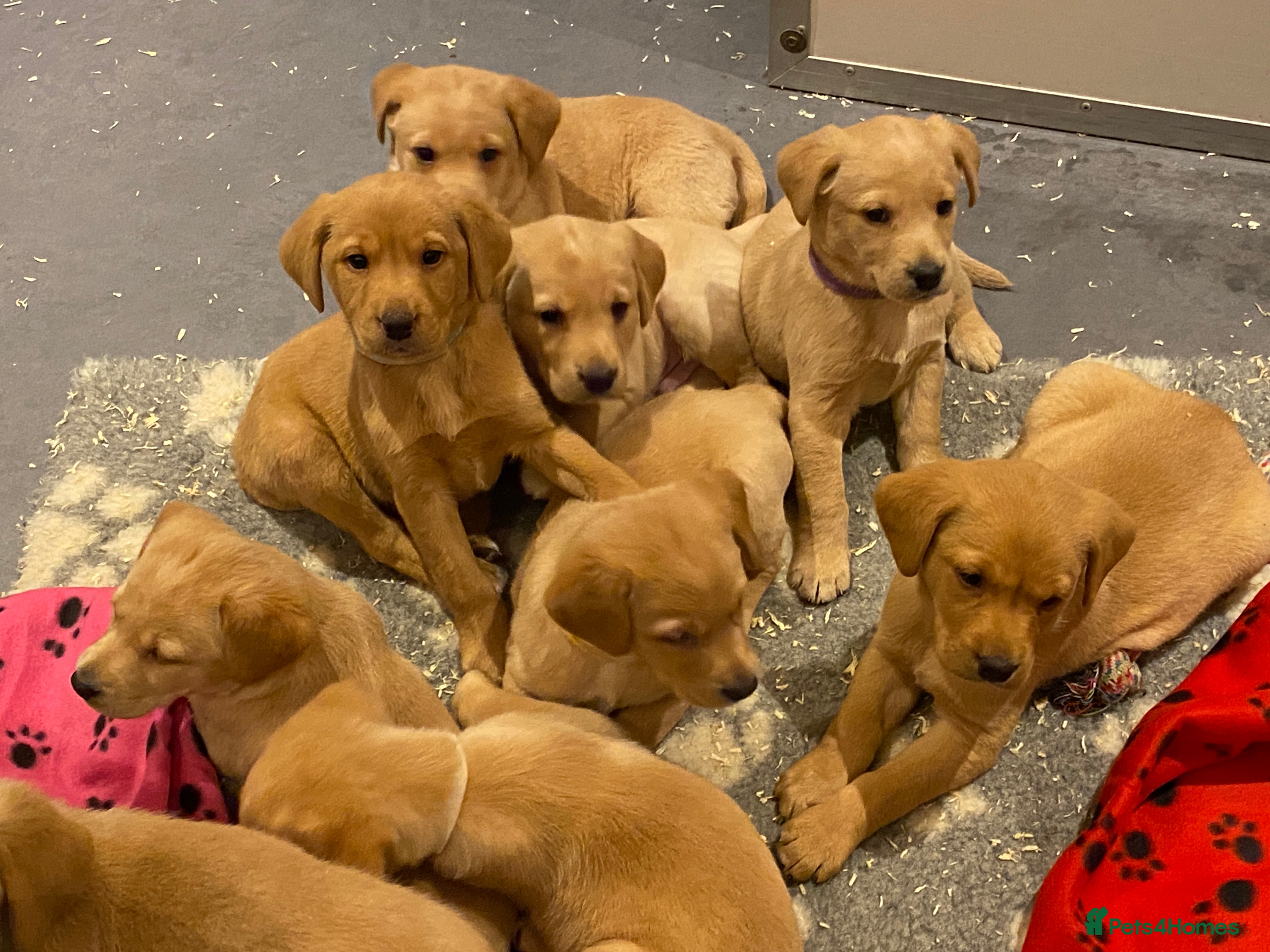 Labrador Retriever dogs KC Registered DNA Tested yellow/fox red Labradors - Advert 18