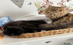 Mixed Breed cats for sale: Beautiful Persian Chinchilla cross kittens  - Image 8