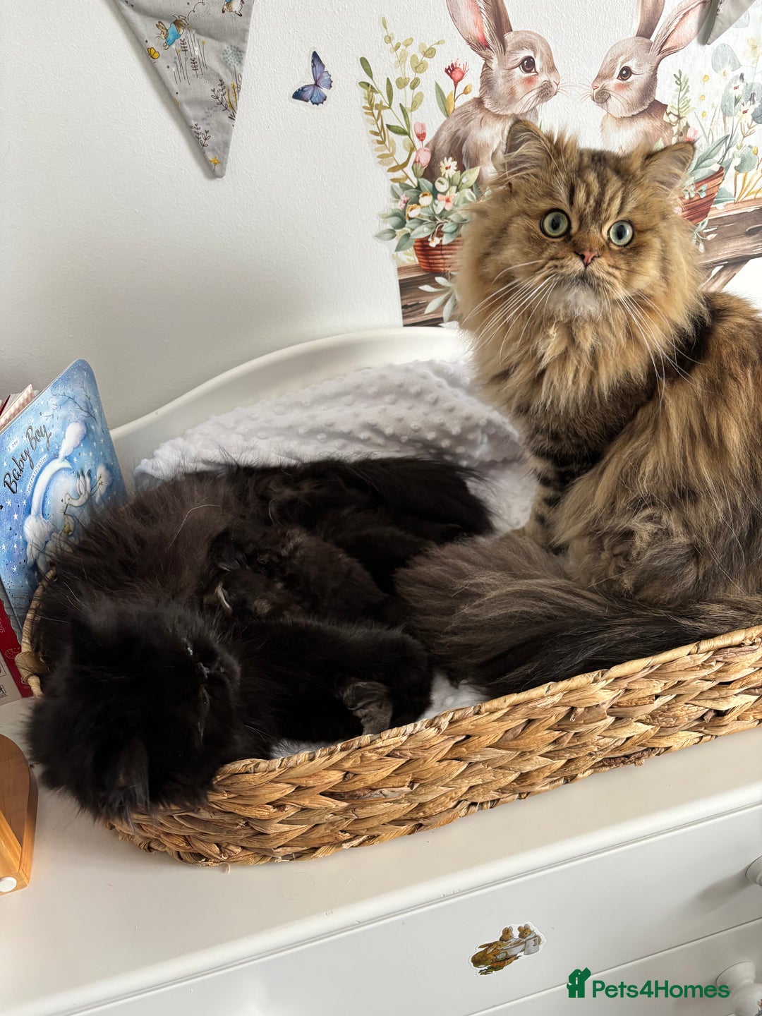 Mixed Breed cats for sale: Beautiful Persian Chinchilla cross kittens  - Image 8