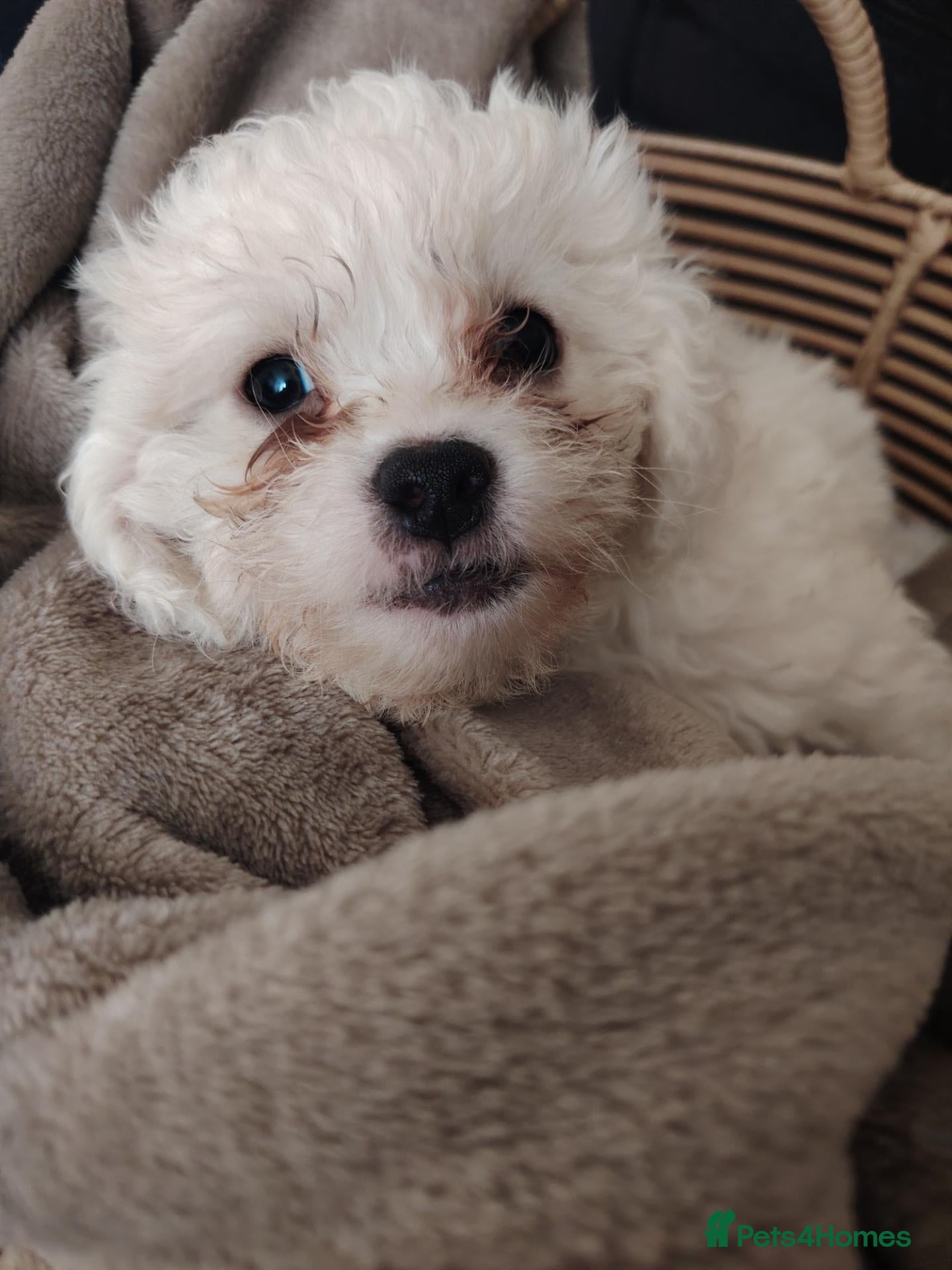 Shihpoo dogs 🤎🤍 The perfect babies 🤎🤍 - Advert 9