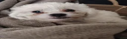 Shihpoo dogs for sale: 🤎🤍 The perfect babies 🤎🤍 - Advert 1