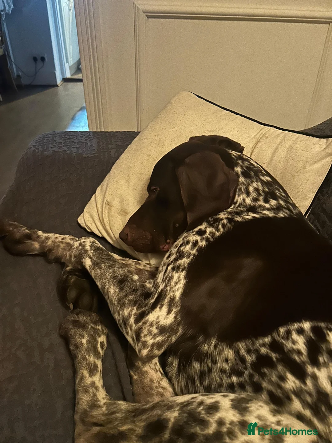 German Shorthaired Pointer dogs for sale: KC Registered German Shorthaired Pointer 18 Months - Advert 2