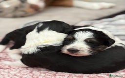 Bordoodle dogs for sale: Bordoodle Pups - Image 24