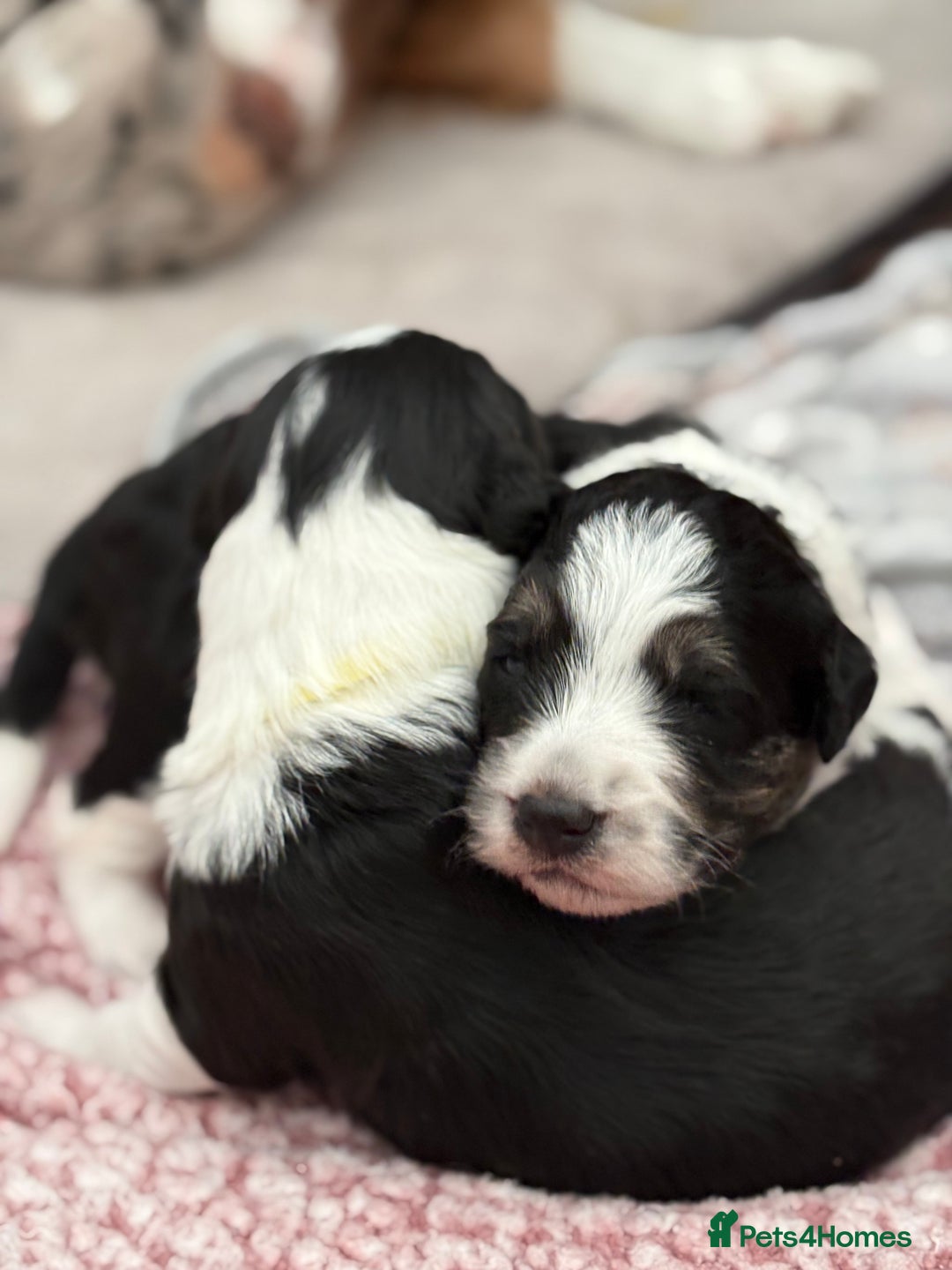 Bordoodle dogs for sale: Bordoodle Pups - Image 24