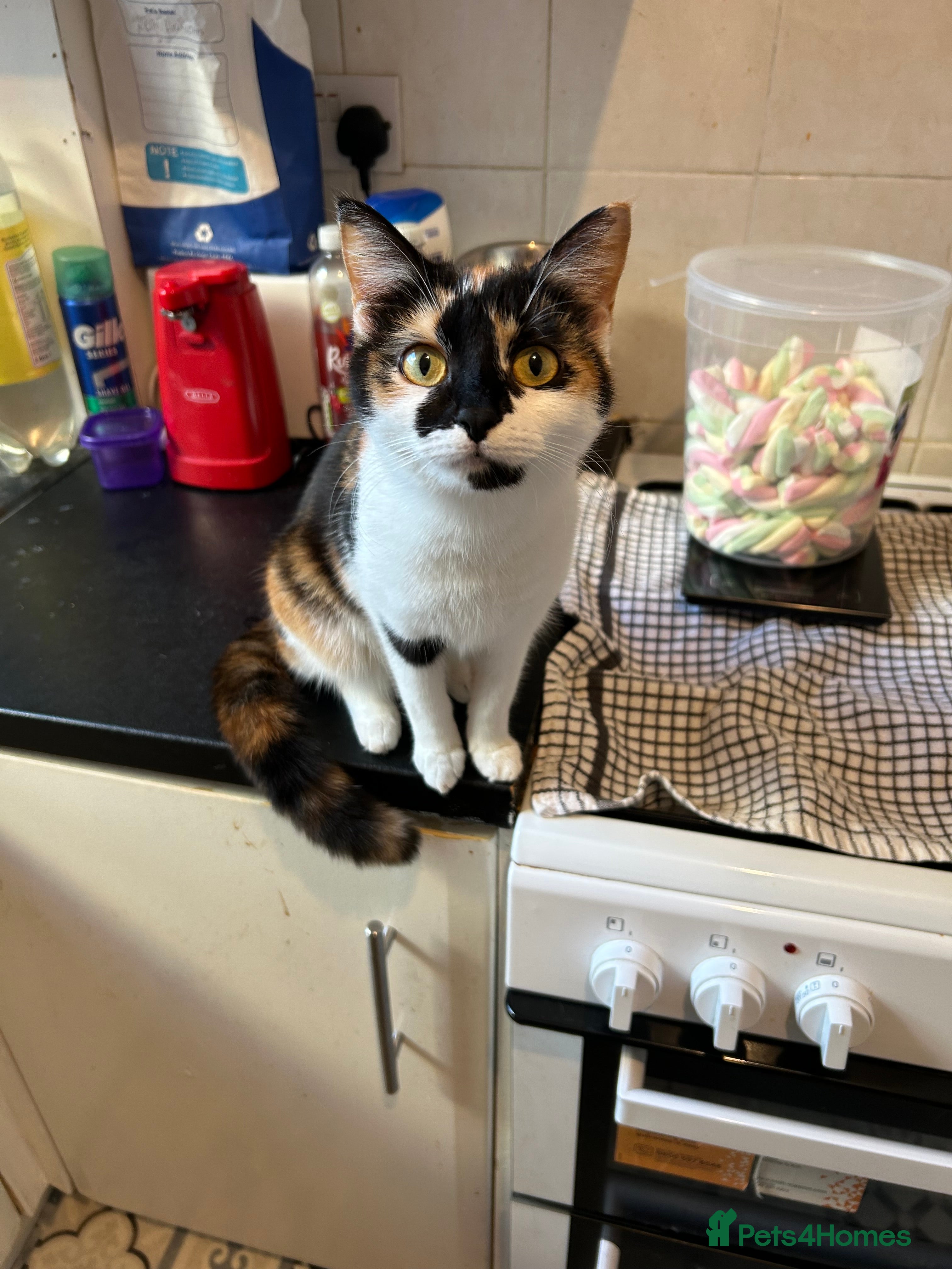 Domestic Shorthair cats Lovable friendly cat - Advert 20