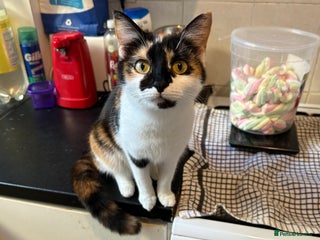 Domestic Shorthair cats Lovable friendly cat - Advert 1