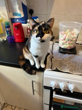 Domestic Shorthair cats Lovable friendly cat - Advert 13