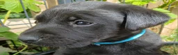 Labrador Retriever dogs for sale: Ready now!! Gorgeous labradors  - Advert 12