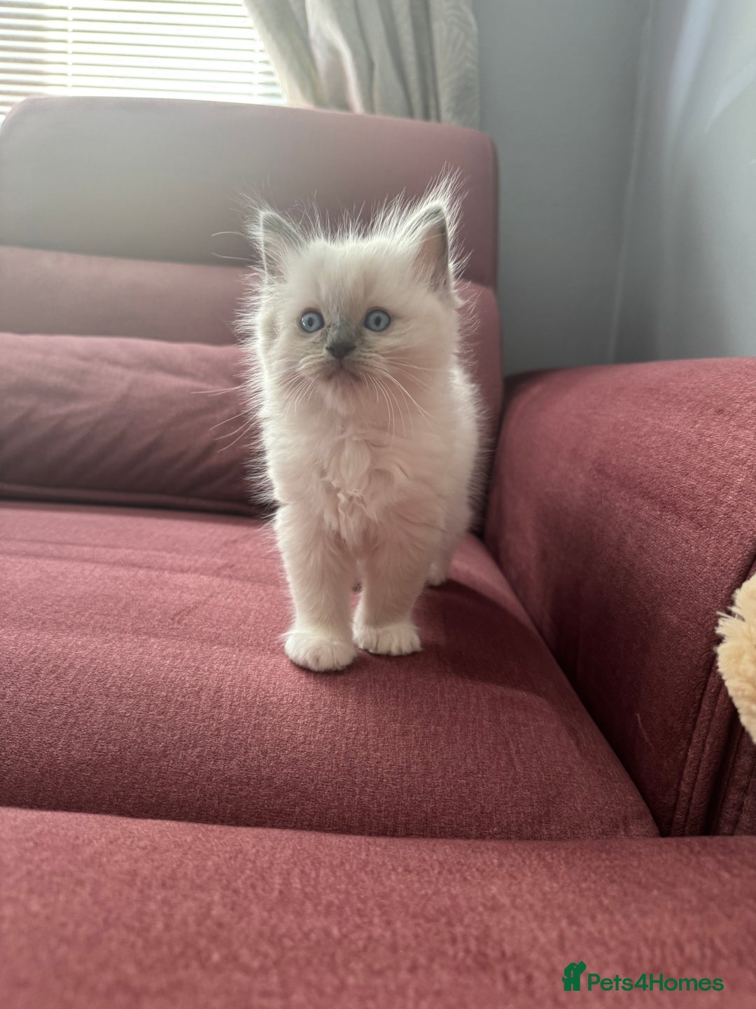Ragdoll cats for sale: Ragdoll kittens - Image 9