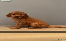 Cockapoo dogs for sale: Stunning F1B Cockapoo Pups - Image 1