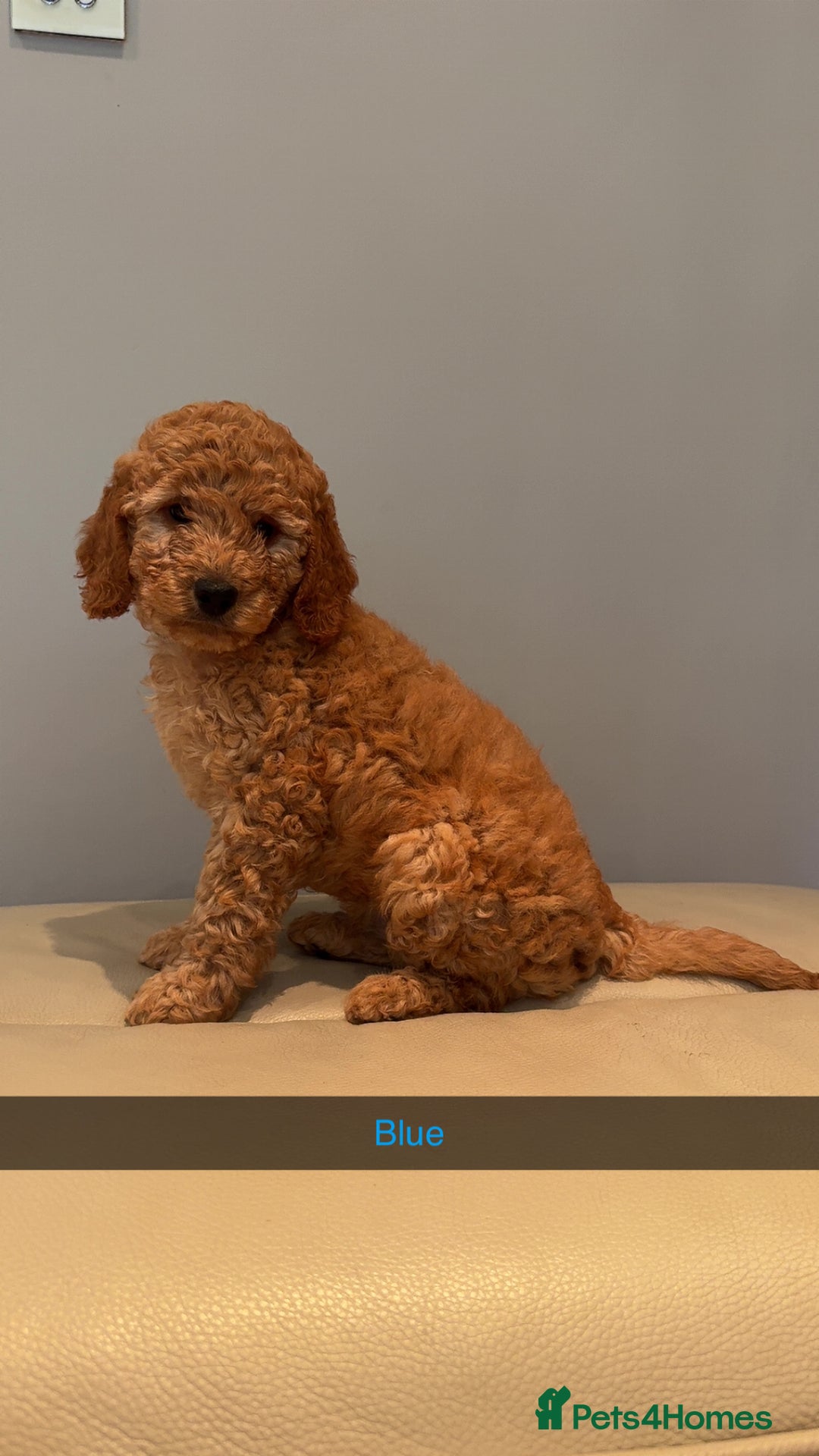 Cockapoo dogs for sale: Stunning F1B Cockapoo Pups - Image 1