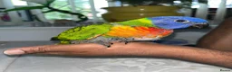 Lorikeets birds for sale: Baby Rainbow Lorikeet For Sale - Advert 2