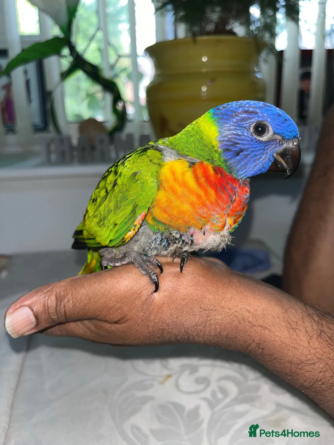 Lorikeets birds for sale: Baby Rainbow Lorikeet For Sale - Advert 2
