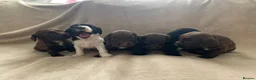 English Springer Spaniel dogs for sale:  Springer spaniel pups looking for forever homes in March - Advert 3