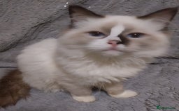 Ragdoll cats for sale: Ragdoll kitten 1 boy left  - Advert 1