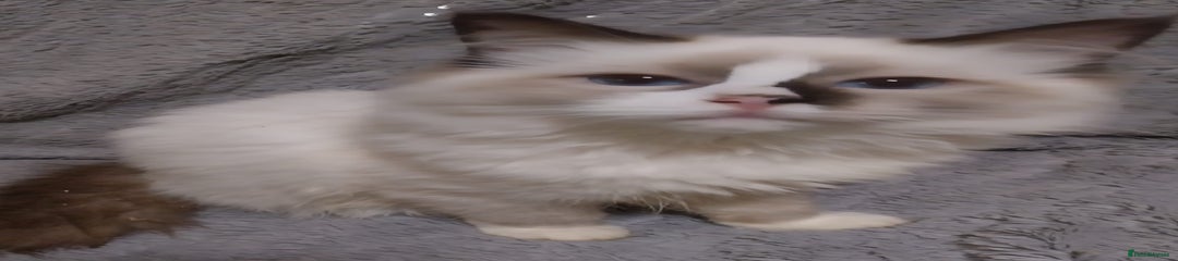 Ragdoll Kitten 3 Bonny