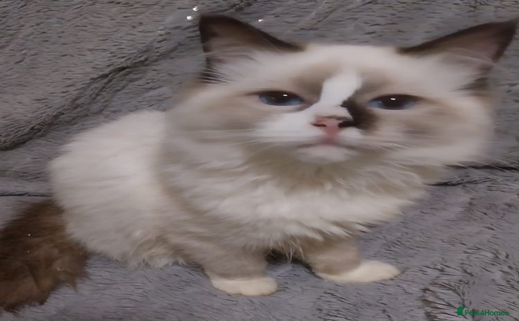 Ragdoll cats - Advert 12