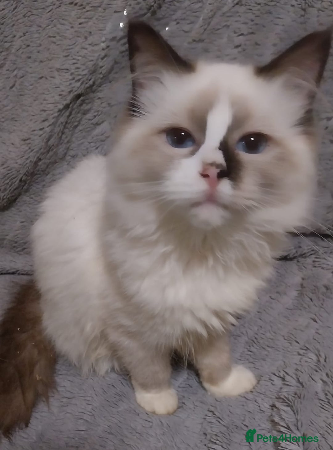 Ragdoll cats for sale: Ragdoll kitten 1 boy left  - Advert 1