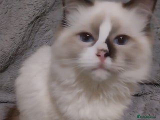 Ragdoll cats - Advert 5