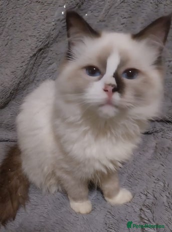 Ragdoll cats - Advert 4