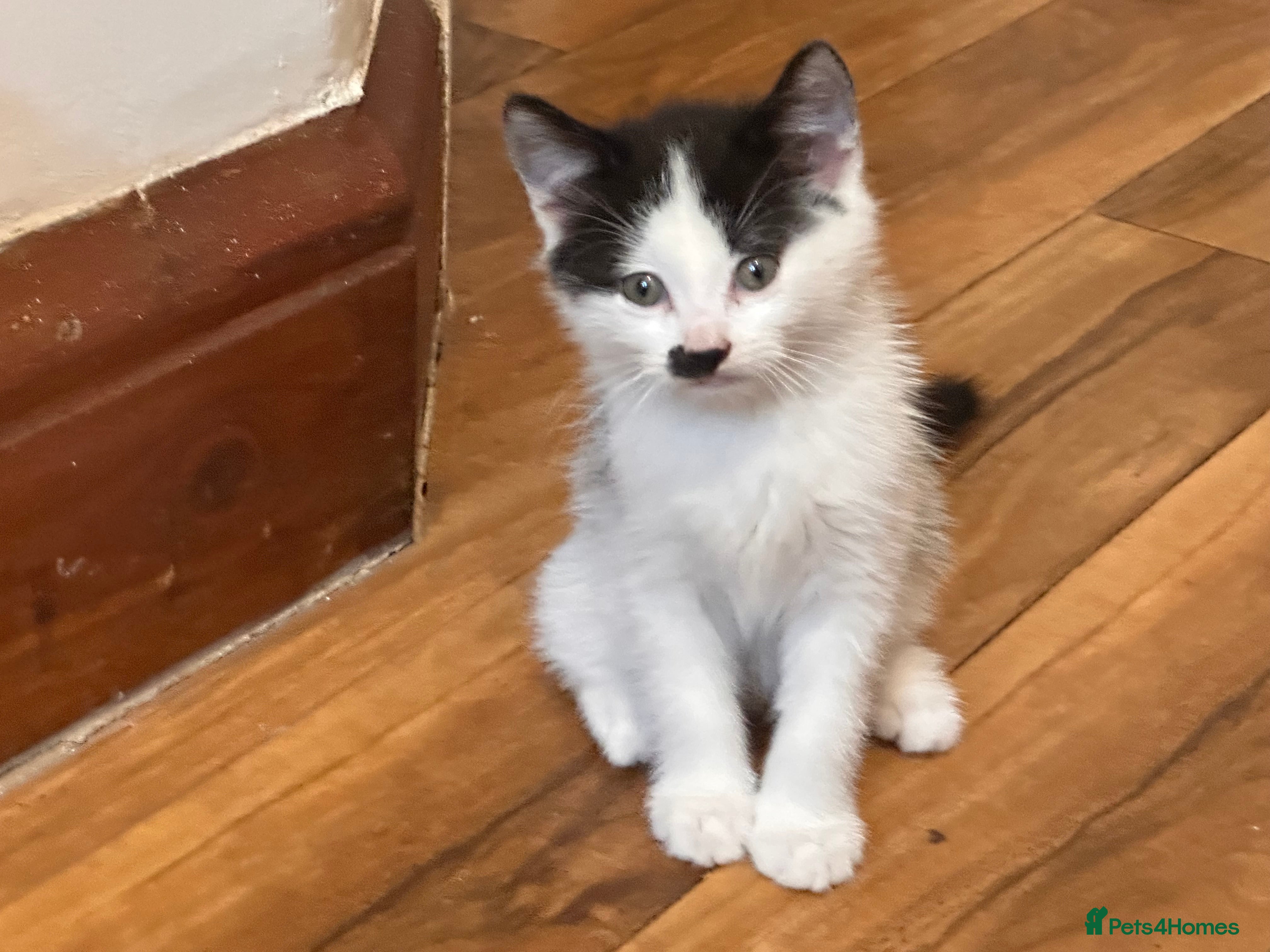 Mixed Breed cats Two kittens  - Advert 1