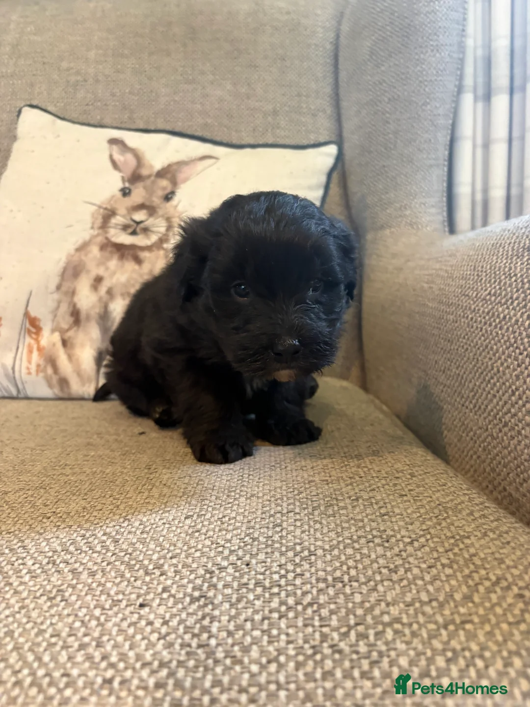 Bordoodle dogs for sale: Borderdoodle Puppies - Advert 5