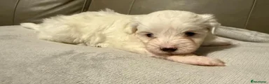 Mixed Breed 4