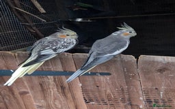 Cockatiels birds for sale: 1x 8 week old cockatiel £85  - Image 2