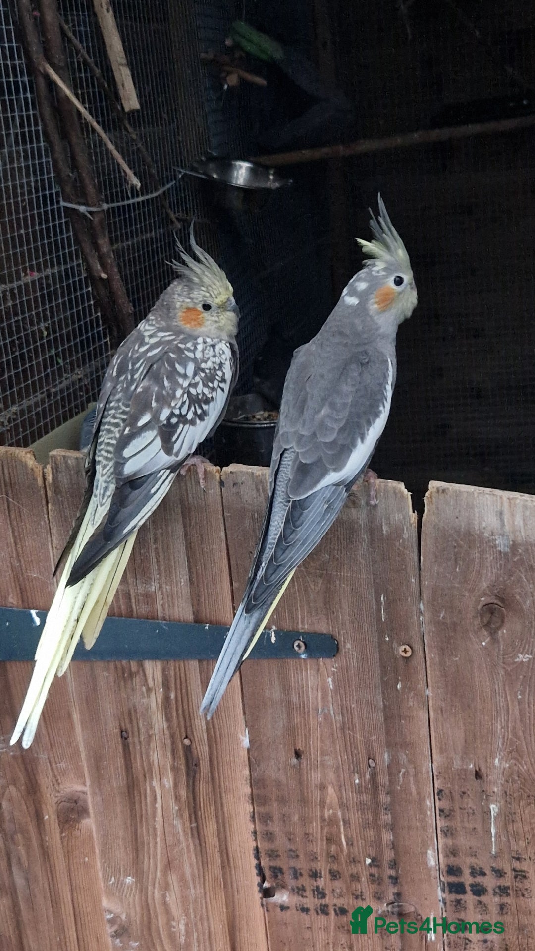 Cockatiels birds for sale: 1x 8 week old cockatiel £85  - Image 2