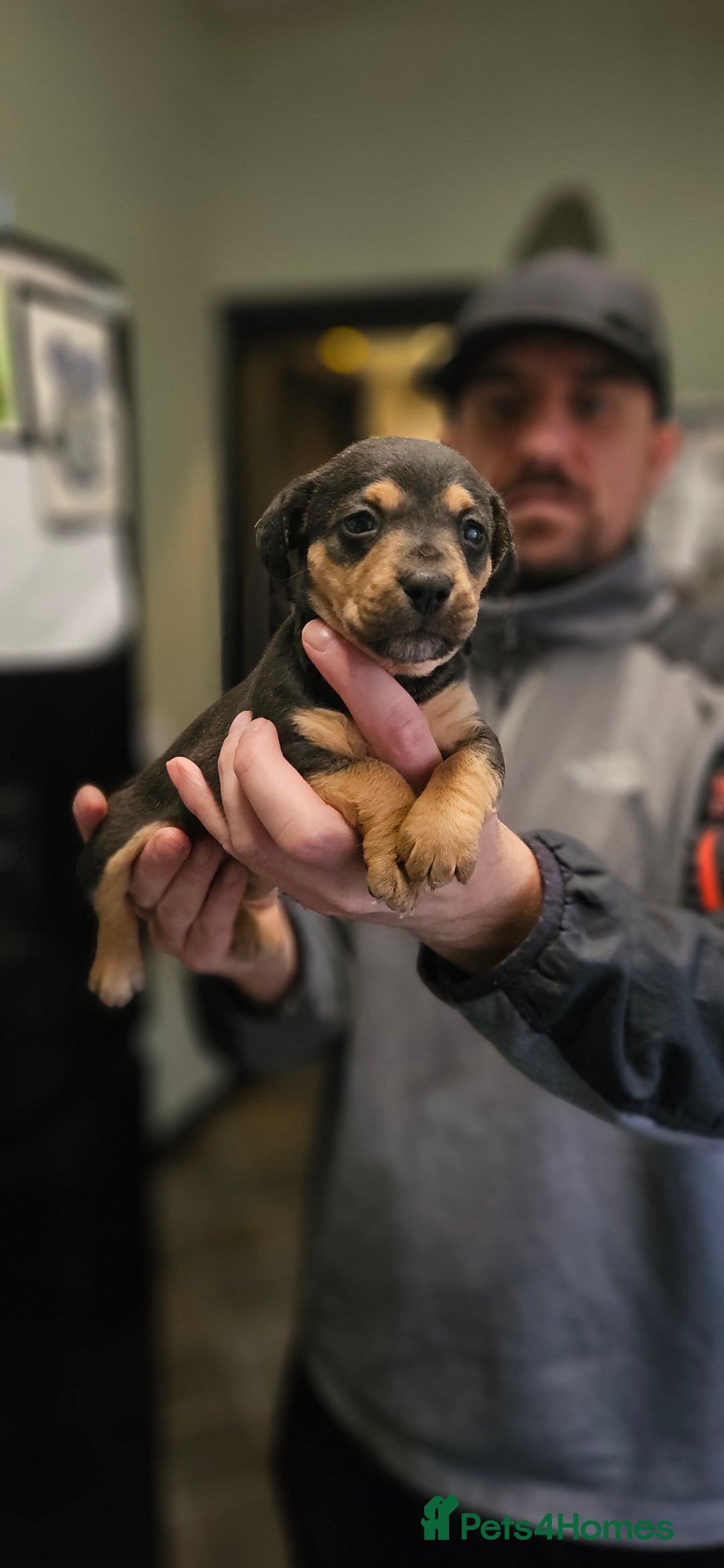 Mixed Breed dogs for sale: Jack Russell x wired haired dachshund  - Advert 1