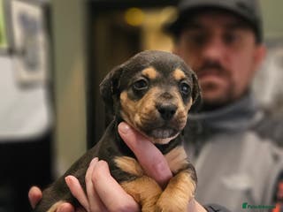 Mixed Breed dogs Jack Russell x wired haired dachshund - Advert 1