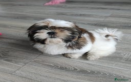 Shih Tzu dogs for sale: 🐶Shih tzu puppies for sale 🐶 1 girl💚 left - Image 2